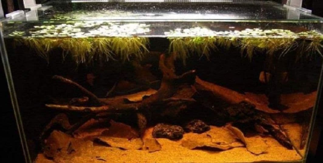 とし　大小様々　無農薬マジックリーフ　天然ももたまな葉　1000　枚