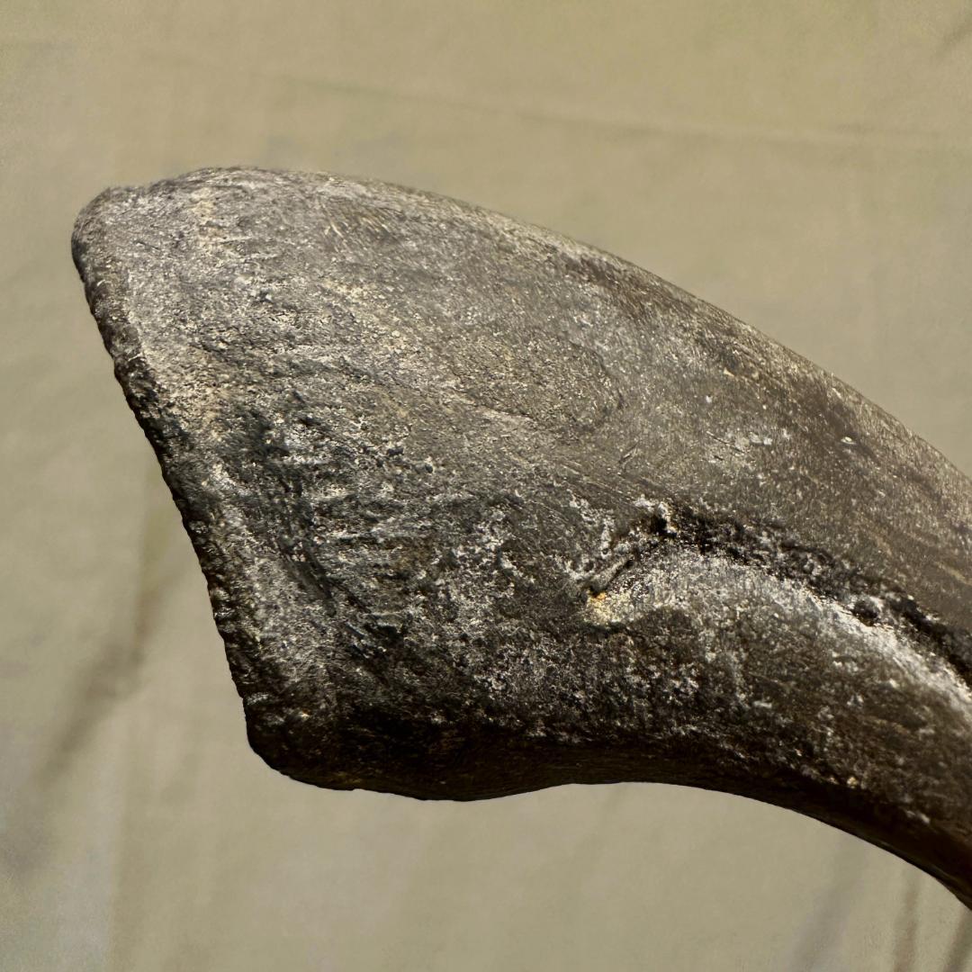 アロサウルス フットクロウ かぎ爪 化石標本 肉食恐竜 獣脚類 1499