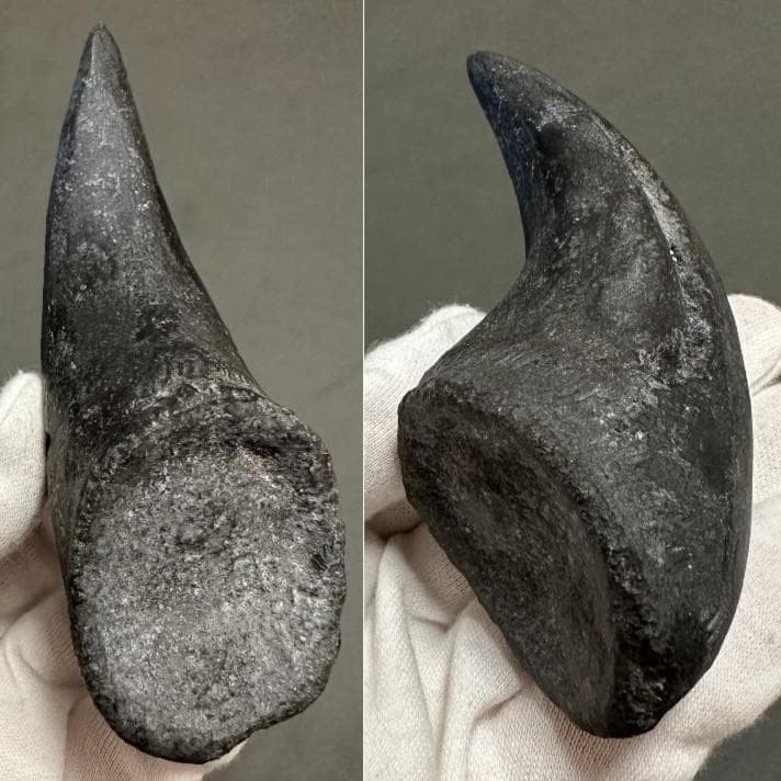 アロサウルス フットクロウ かぎ爪 化石標本 肉食恐竜 獣脚類 1499