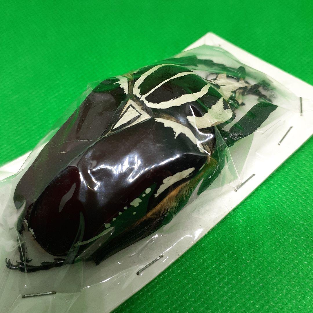 標本 Goliathus goliatus apicalis 75mm CONGO