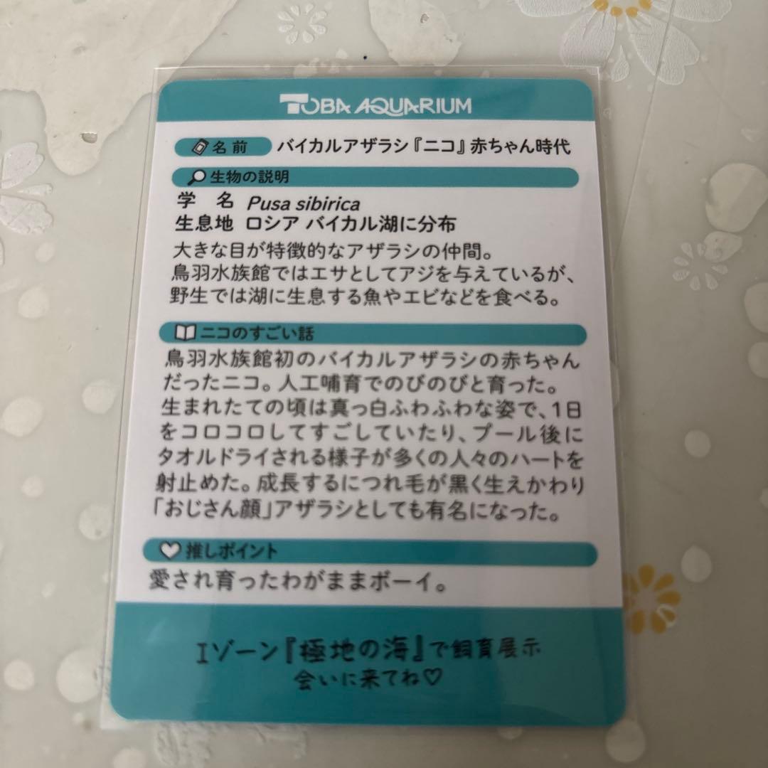鳥羽水族館　70周年　コレクションカード　レア　ニコくん　アザラシ