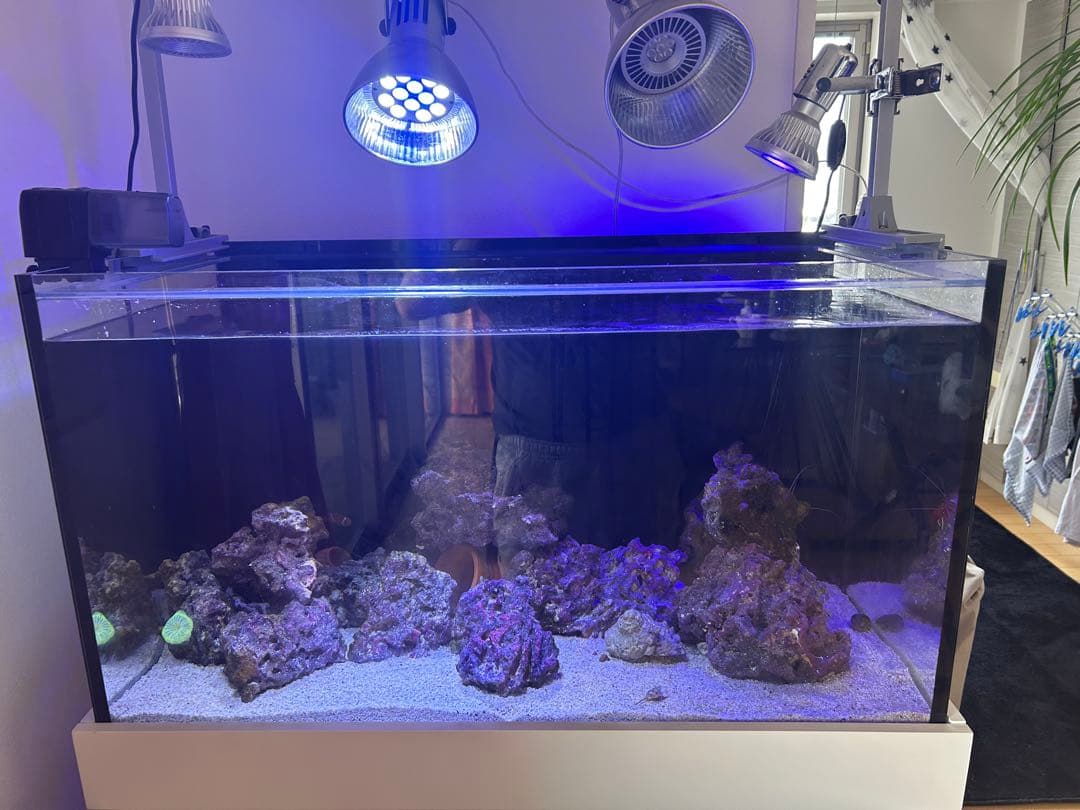 海水魚水槽フルセット早い者勝ち