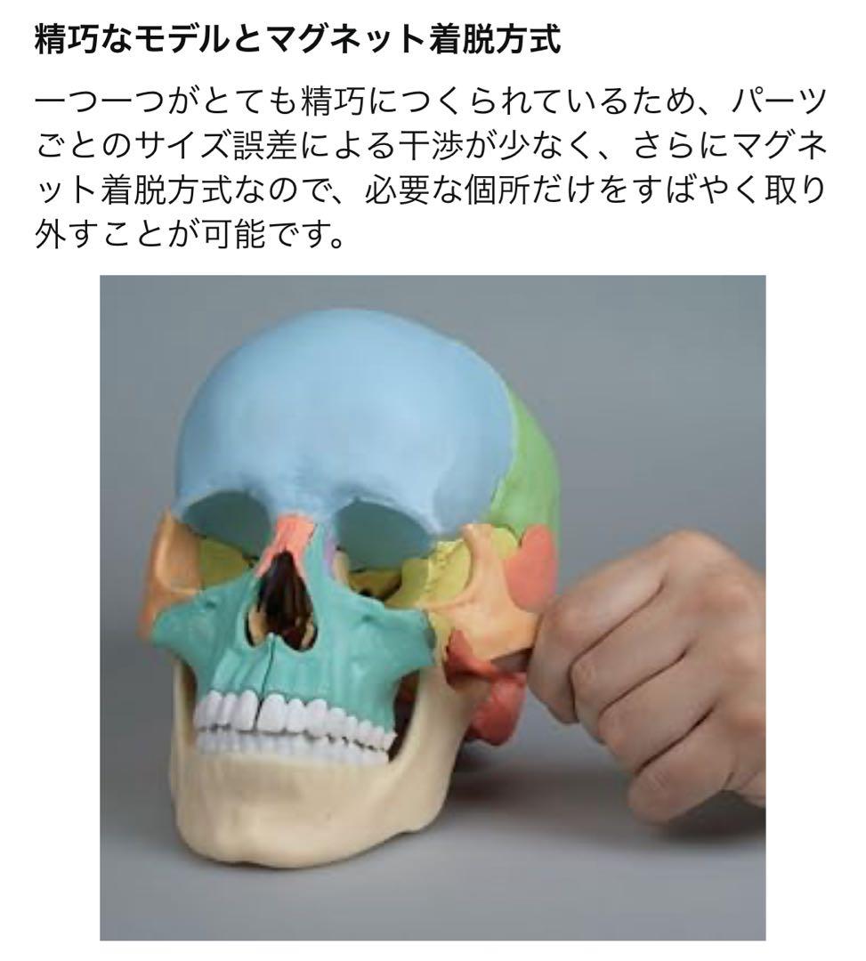 erler zimmer社　頭蓋骨模型　２２分割　マグネット式