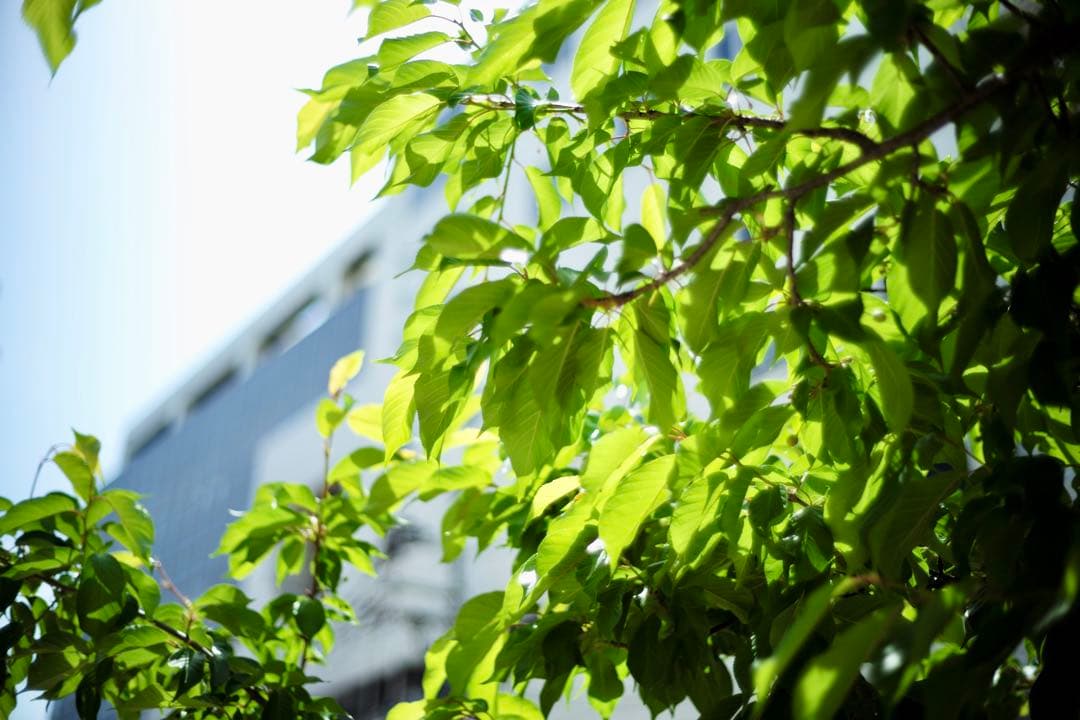 ライカLeica M(typ262）バッテリーx2