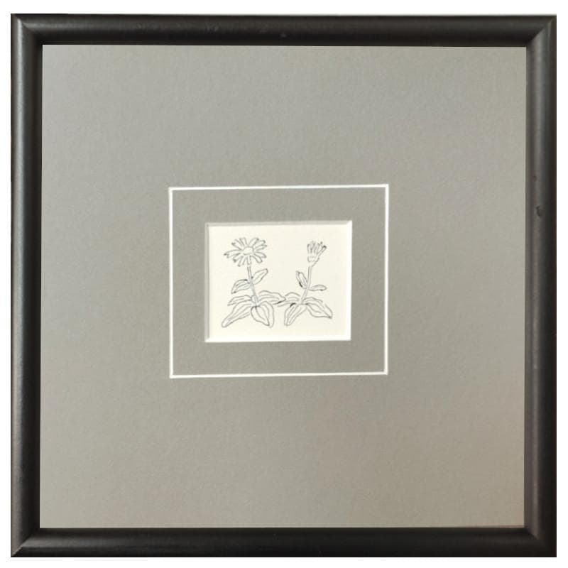 ☆坂本直行☆「エゾウサギギク」肉筆　ペン画　小作品２０角額　未使用！