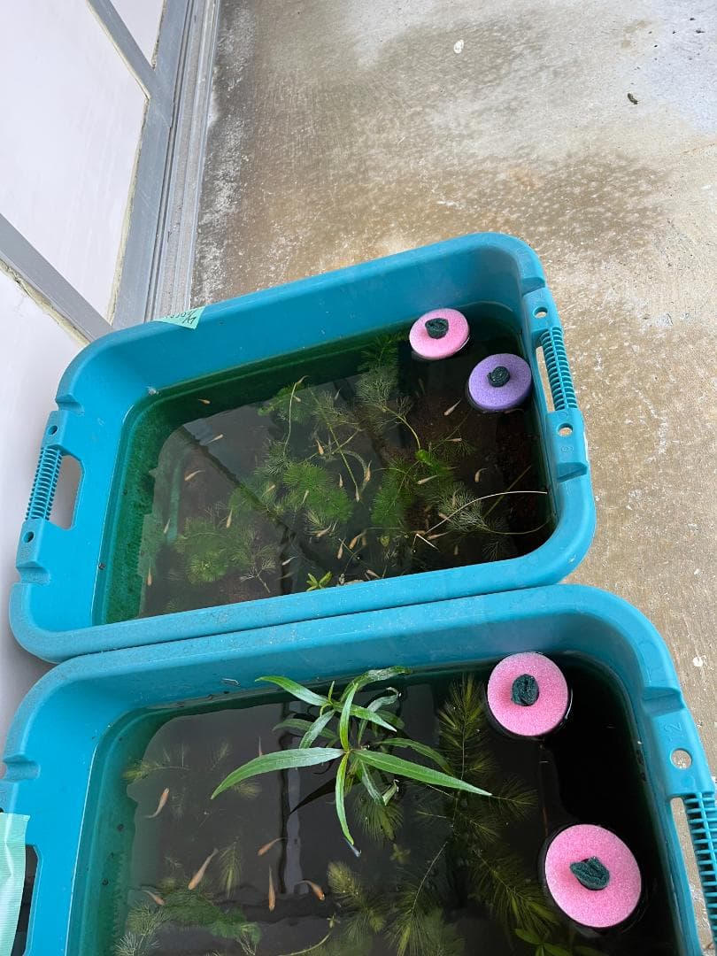 産卵床56個×５セット　280個まとめ売りショート　☆ジャンボ大福出品☆