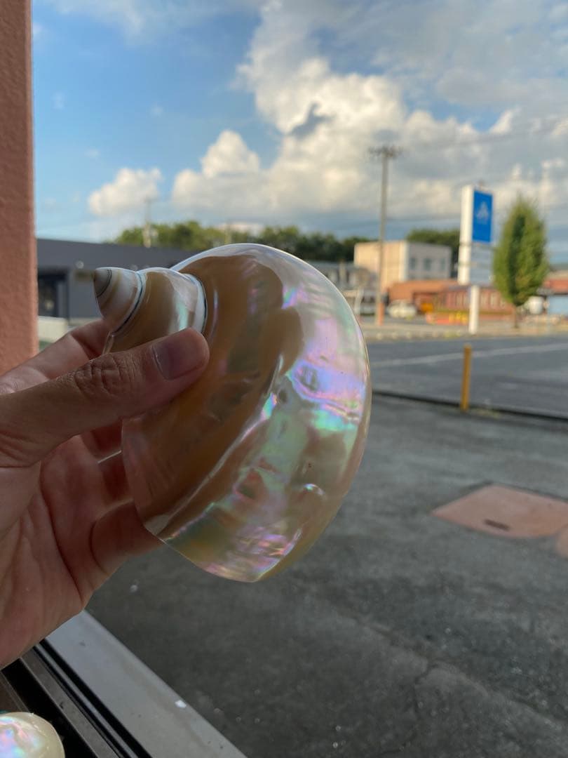 夜光貝　まとめ5個セット　サイズ11-12cm