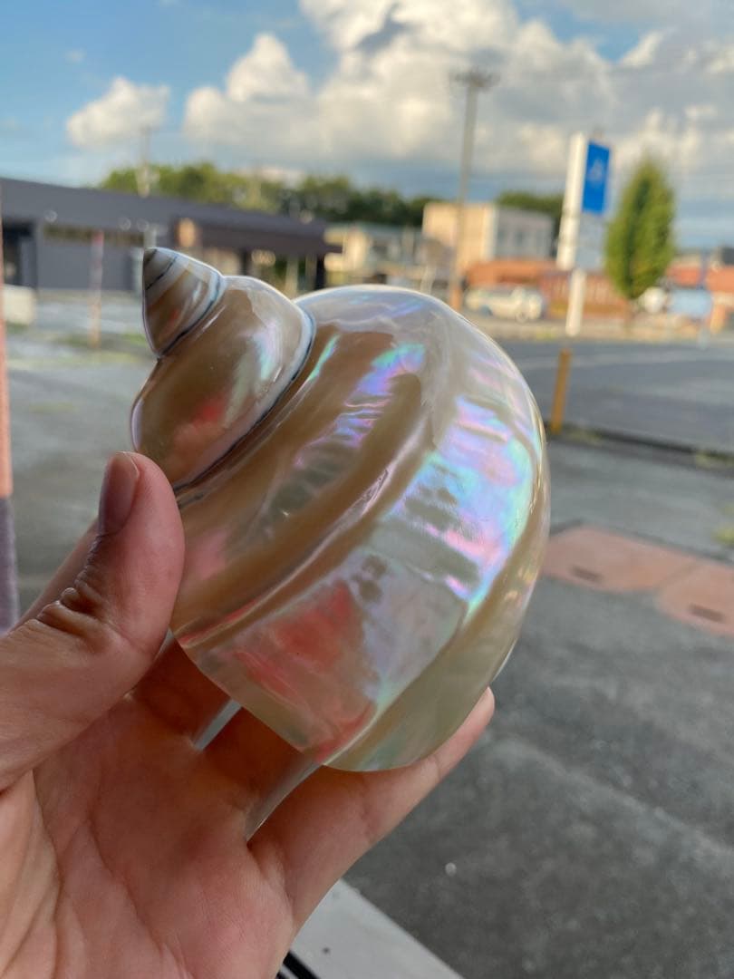 夜光貝　まとめ5個セット　サイズ11-12cm