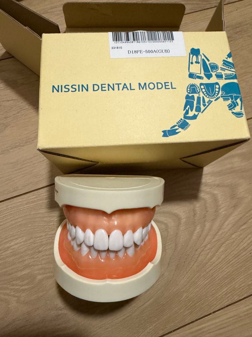 NISSIN DENTAL MODEL 教育用模型