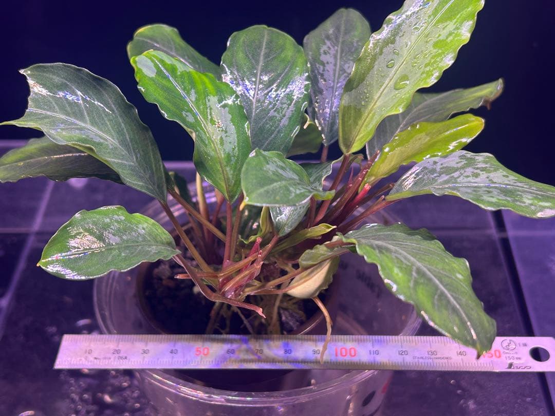 たお品Bucephalandra sp.Pearl gray【TB】