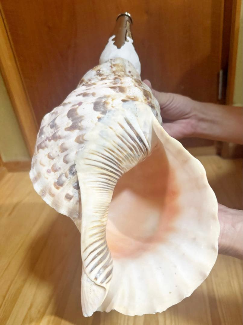 ☀︎Gracias☀︎です 大型修験道法螺貝39.5㎝　山伏　密教　魔除け