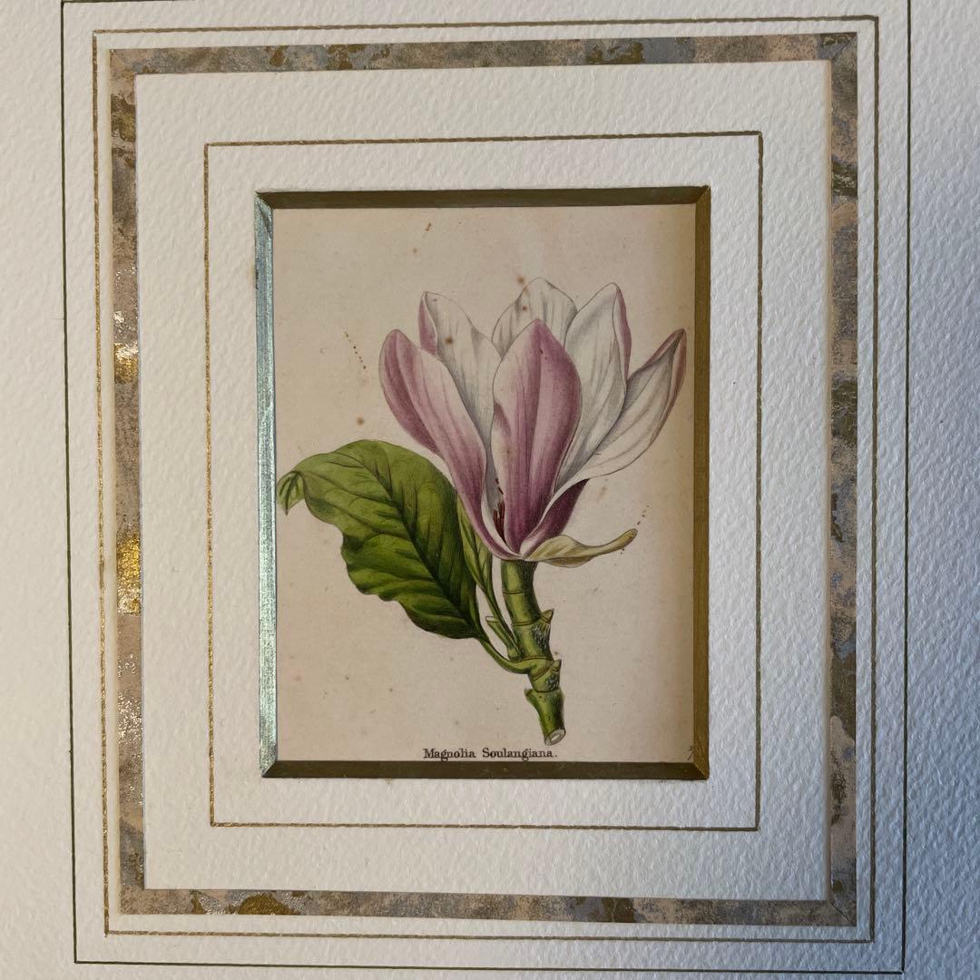 ピエールジョセフルデゥーテ　マグノリア・ソウランゲア