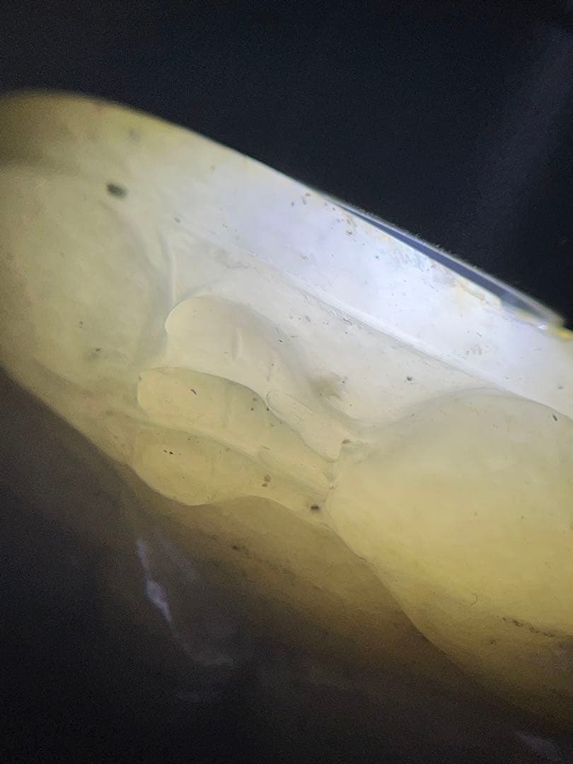 本物和田玉★籽料★青花黄皮！招財モチーフ龍亀証明書付き