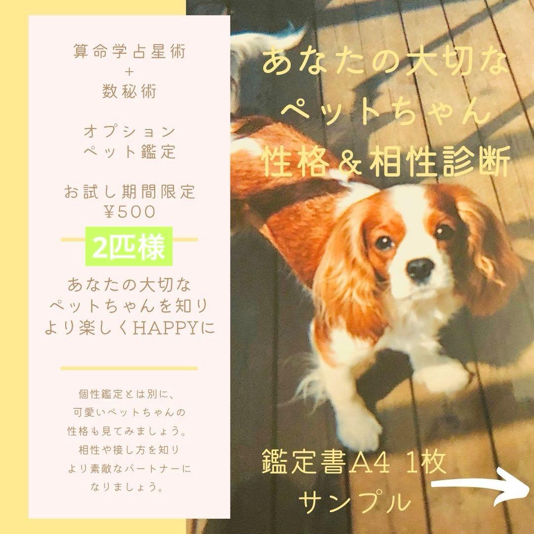 算命学　個性鑑定3、大運年運鑑定2、ペット鑑定