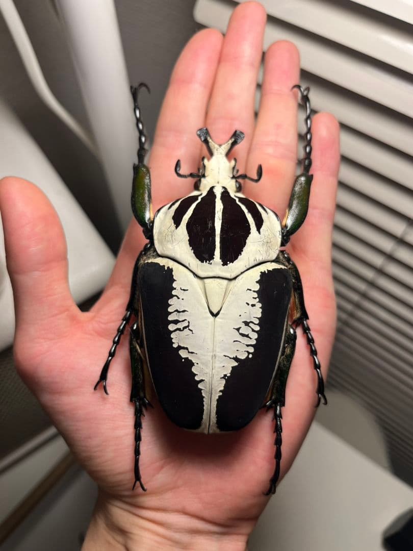 【99mmペア】レギウスゴライアスオオツノハナムグリGoliath regius