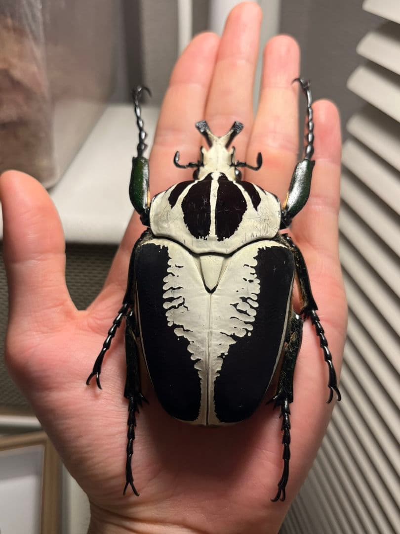 【99mmペア】レギウスゴライアスオオツノハナムグリGoliath regius