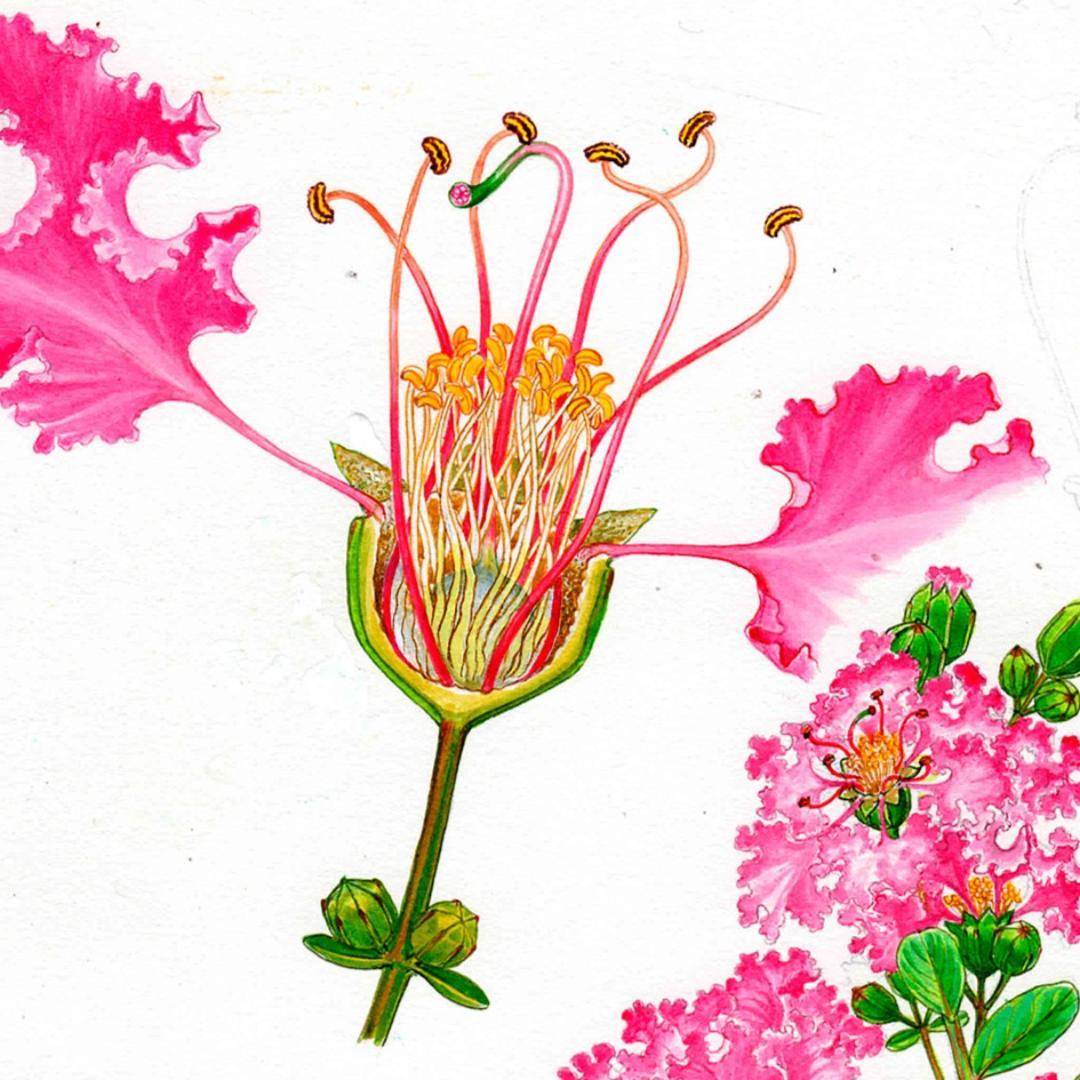 【絵画】ボタニカルアート　「サルスベリ」原画