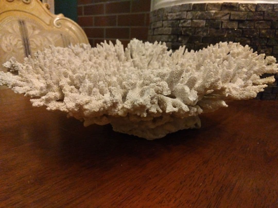 巨大飾りサンゴ　テーブルサンゴ