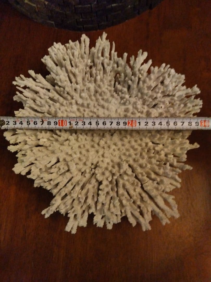 巨大飾りサンゴ　テーブルサンゴ