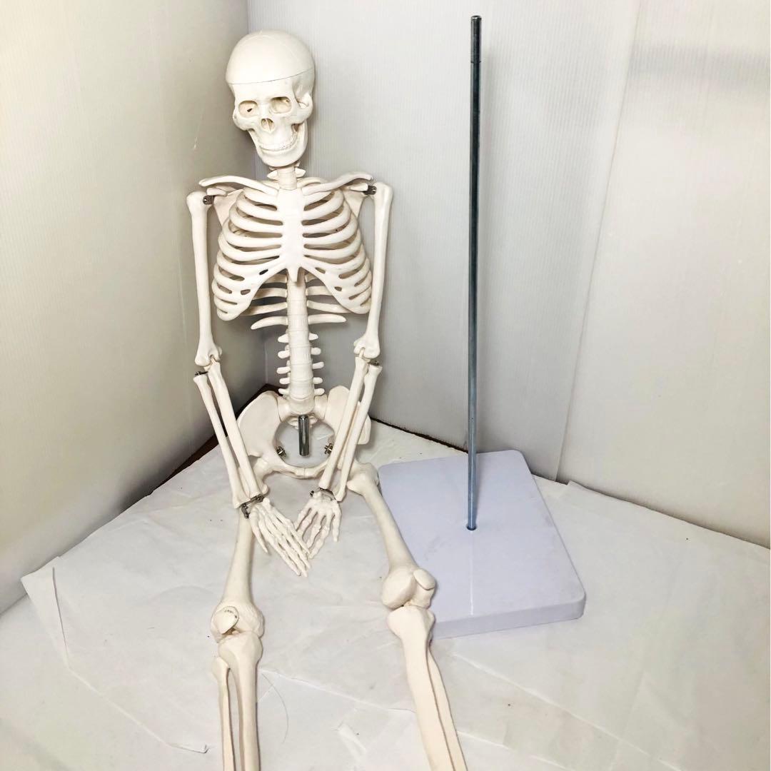 人体模型 高さ約83cm