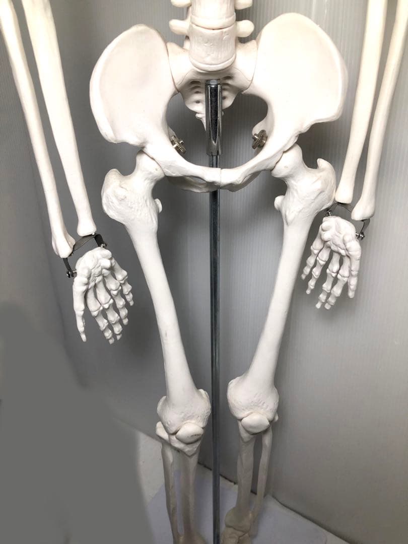 人体模型 高さ約83cm