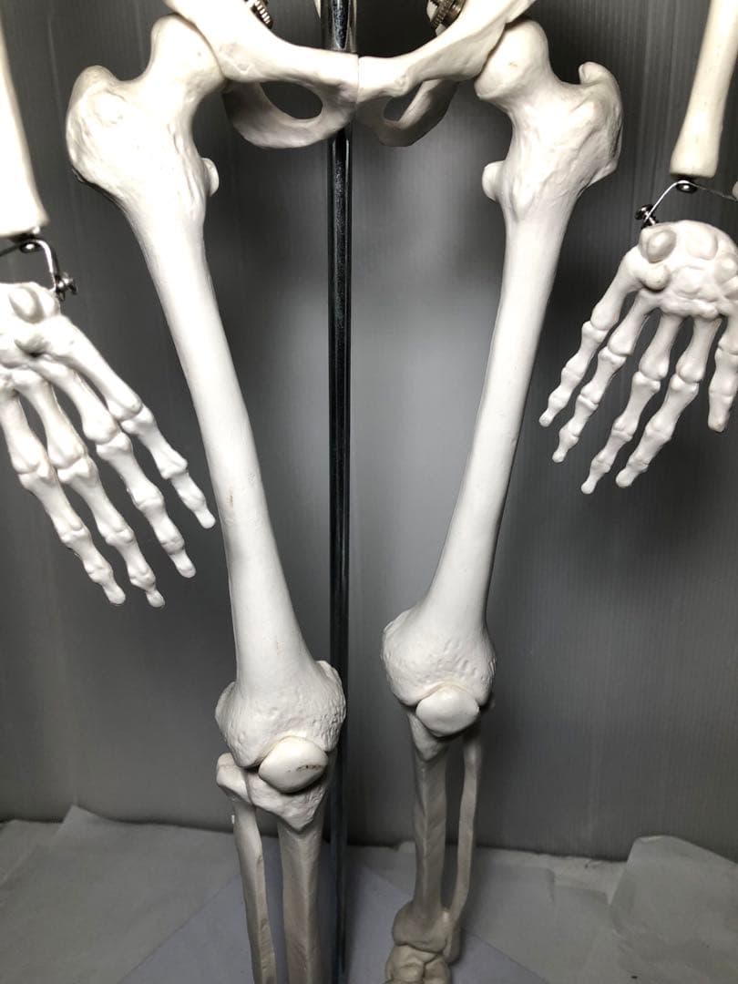 人体模型 高さ約83cm