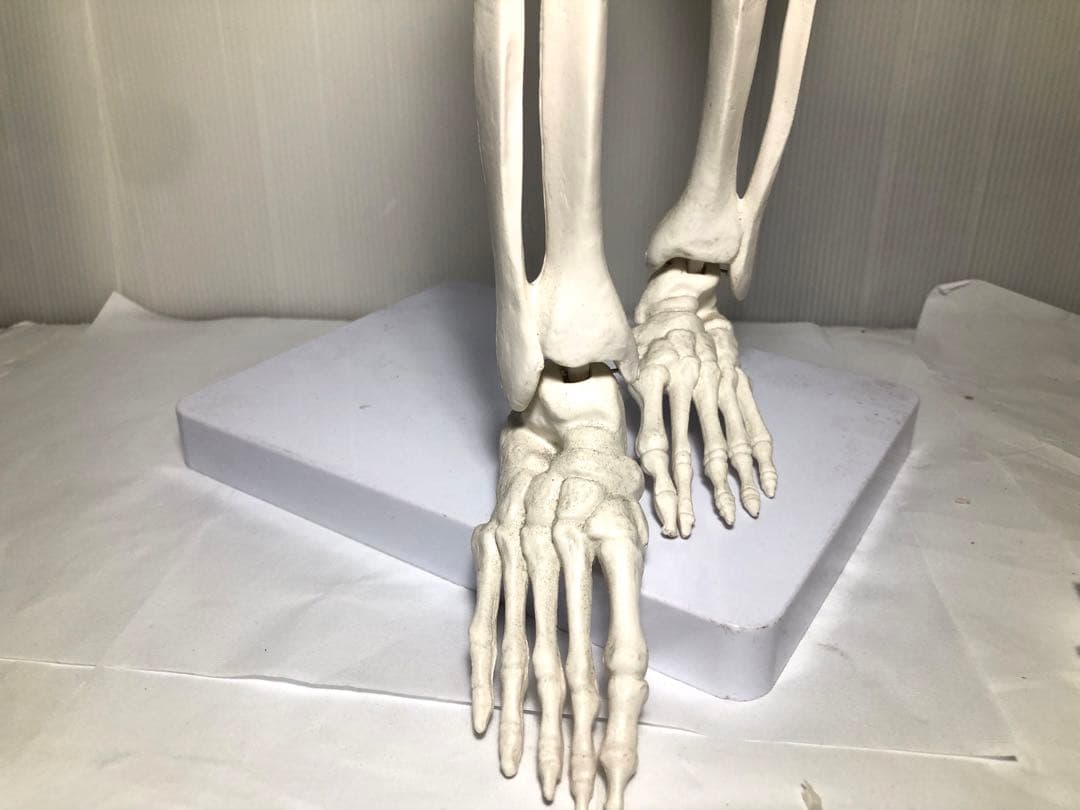 人体模型 高さ約83cm