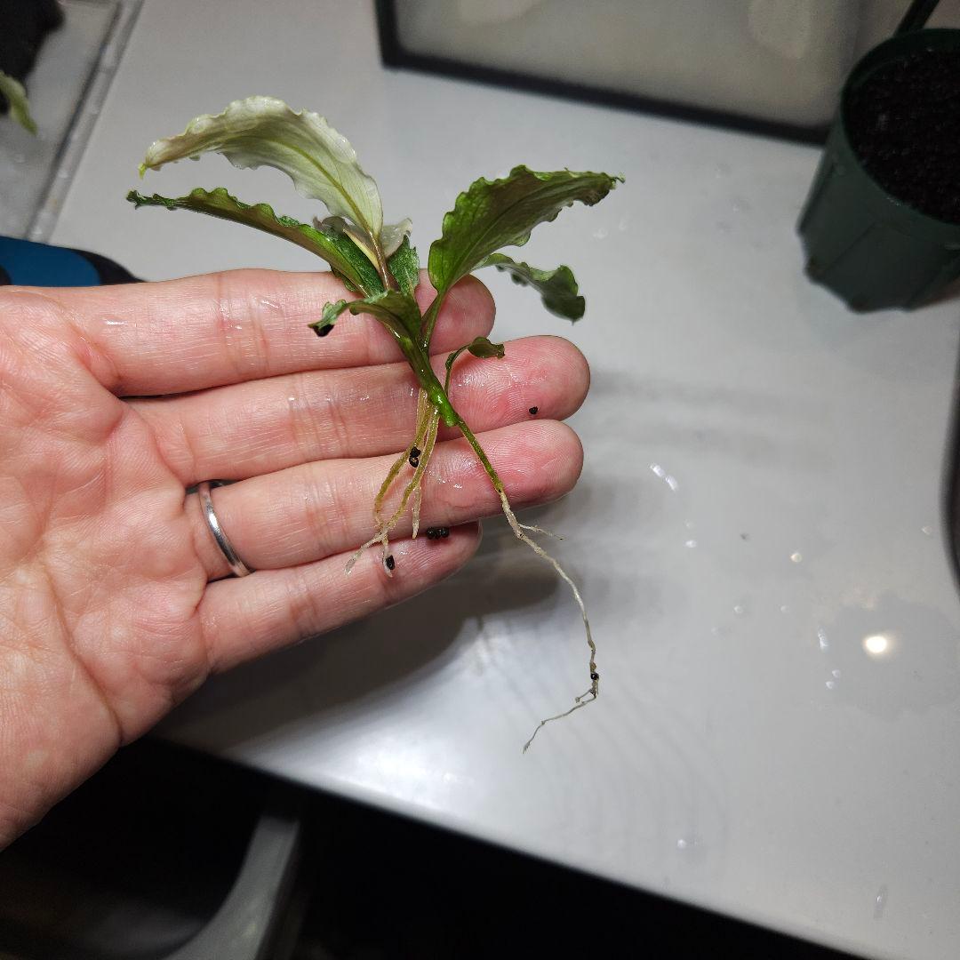 水草 Bucephalandra sp. White Marble Big leaf