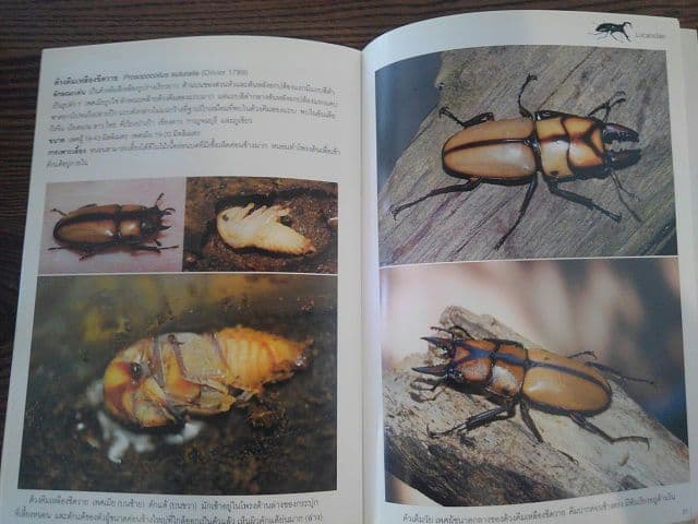 【輸入本】タイの専門書【クワガタ】