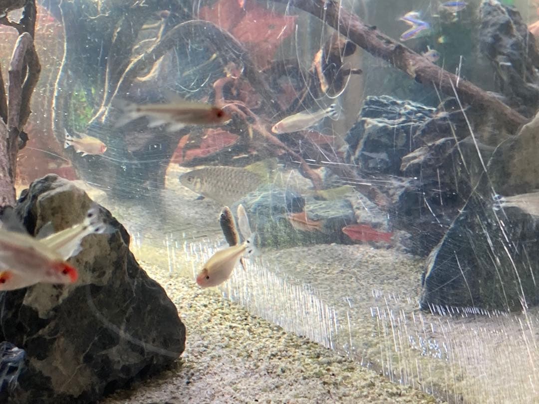 90センチアクリル水槽のみ 発送が来週の土曜日か日曜日になります。