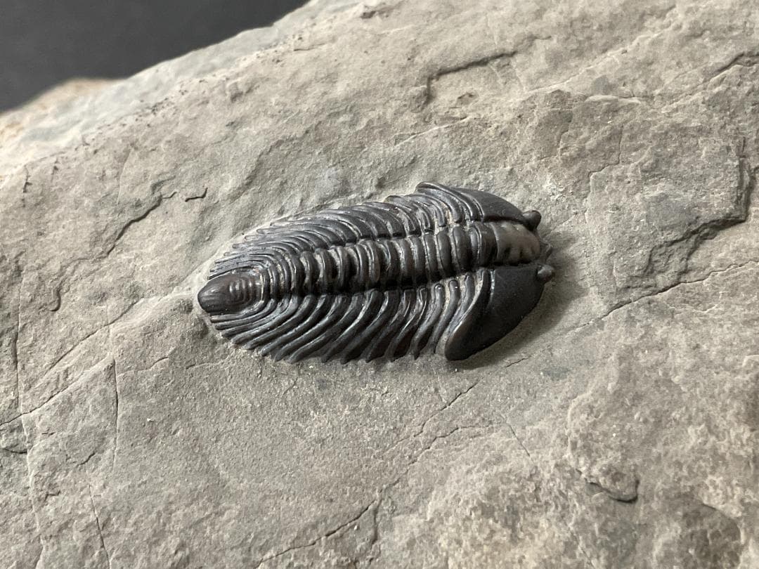 シュードキベレ [TB45] 三葉虫 超希少種 レア