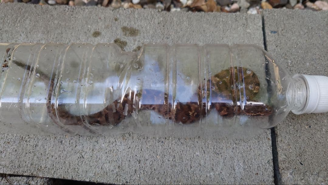 マムシ酒（岐阜県産）