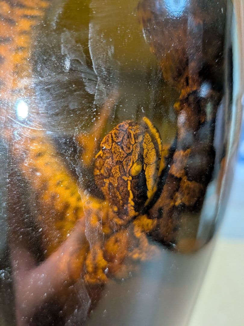 マムシ酒（岐阜県産）