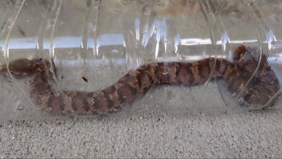 マムシ酒（岐阜県産）