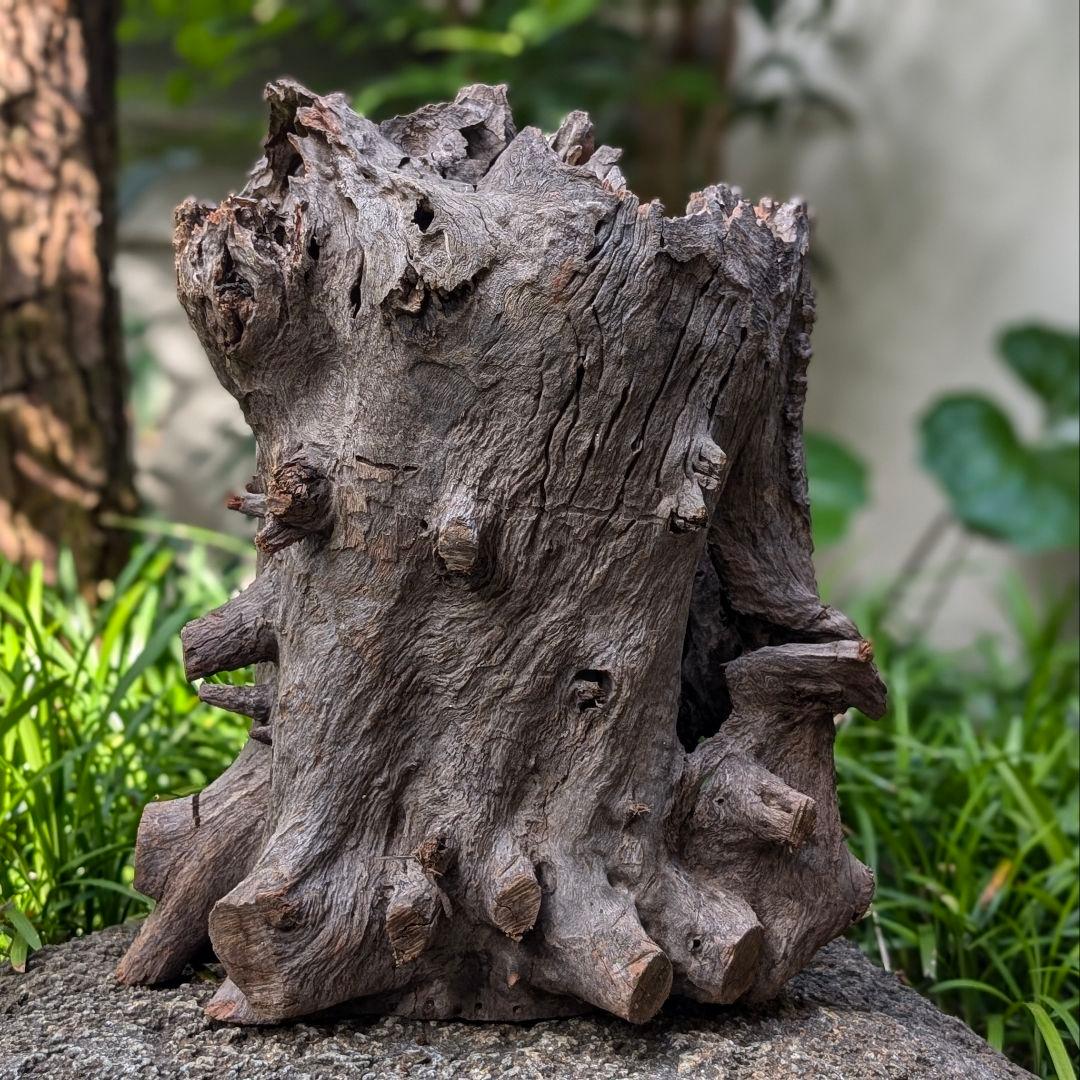 プレミアムスタンプウッド【PSW002】流木 アク抜き処理 アクアリウム