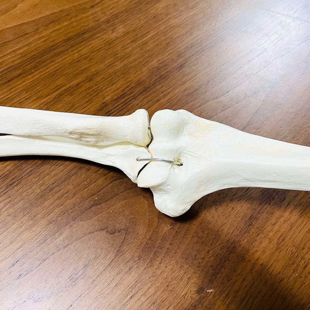 【中古品】人体模型 腕足セット バラ売り不可