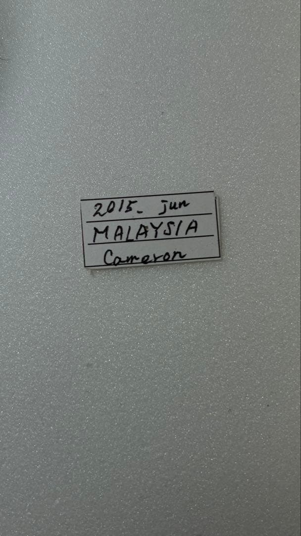 野外品 良型+大型マレーコーカサス115mm 昆虫標本