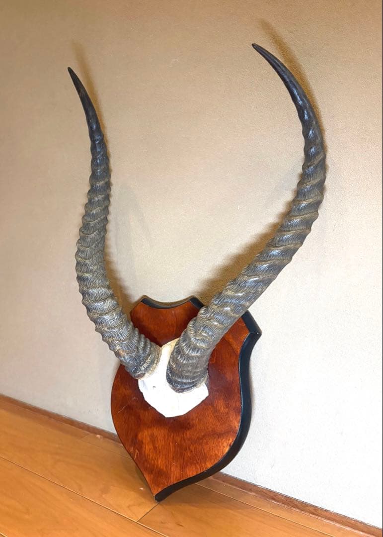 KOB（コブ）角 ハンティングトロフィー アフリカ 剥製 インテリア アート