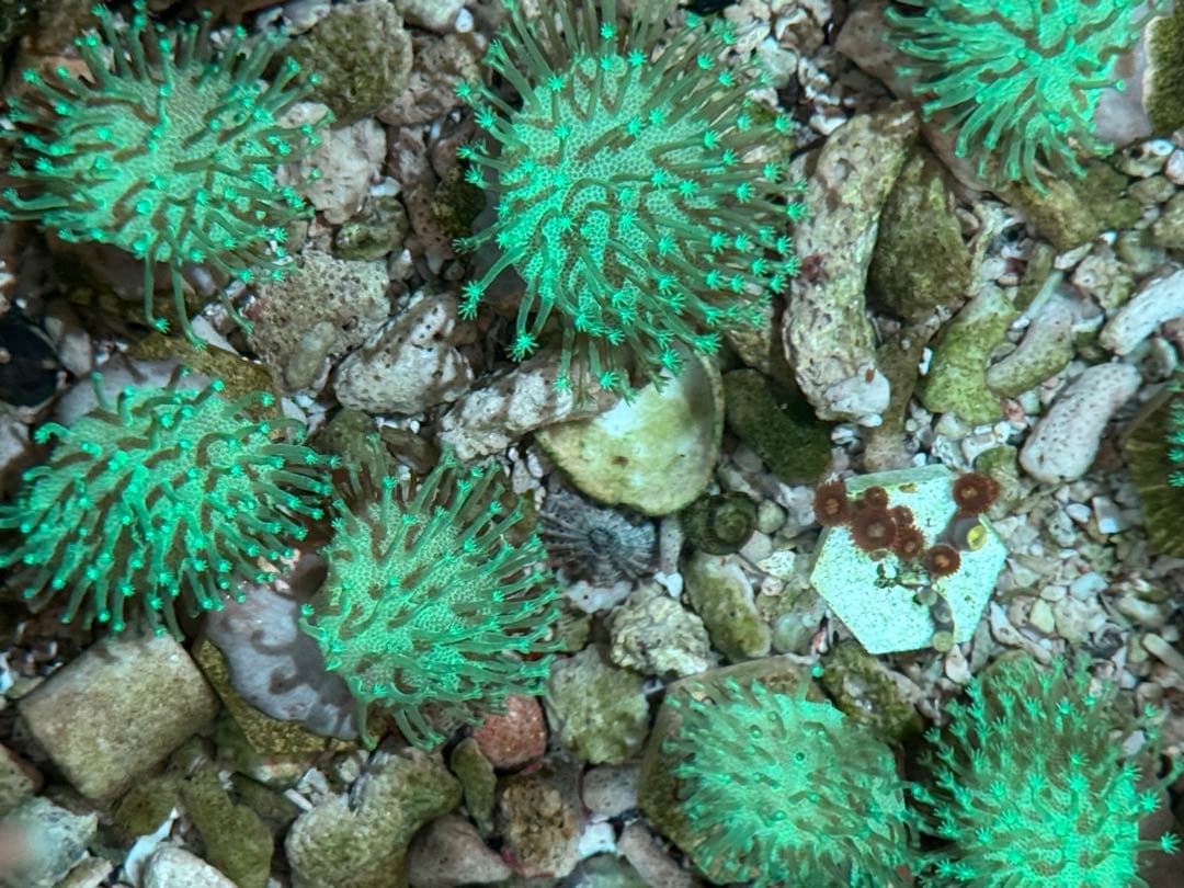 スポポビッチ專用