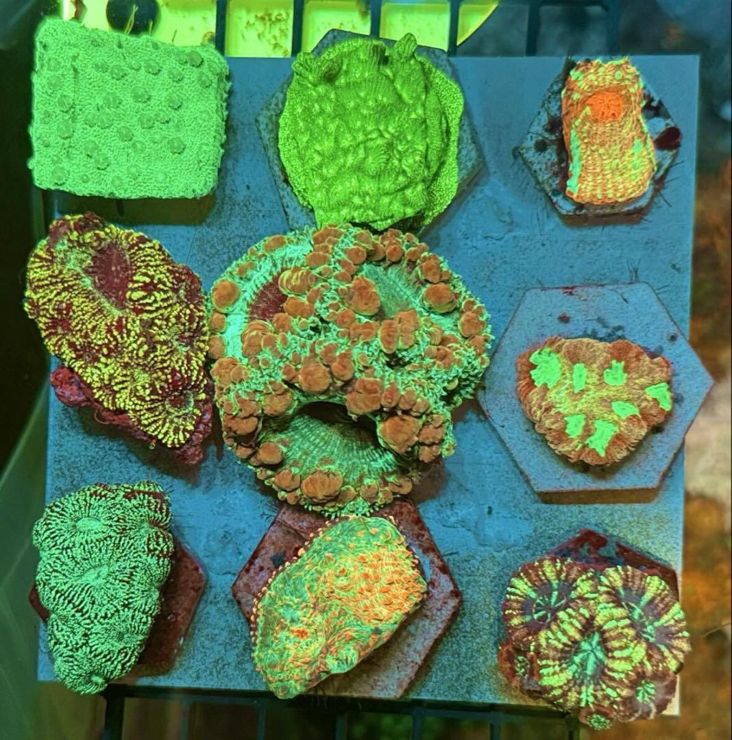 スポポビッチ專用