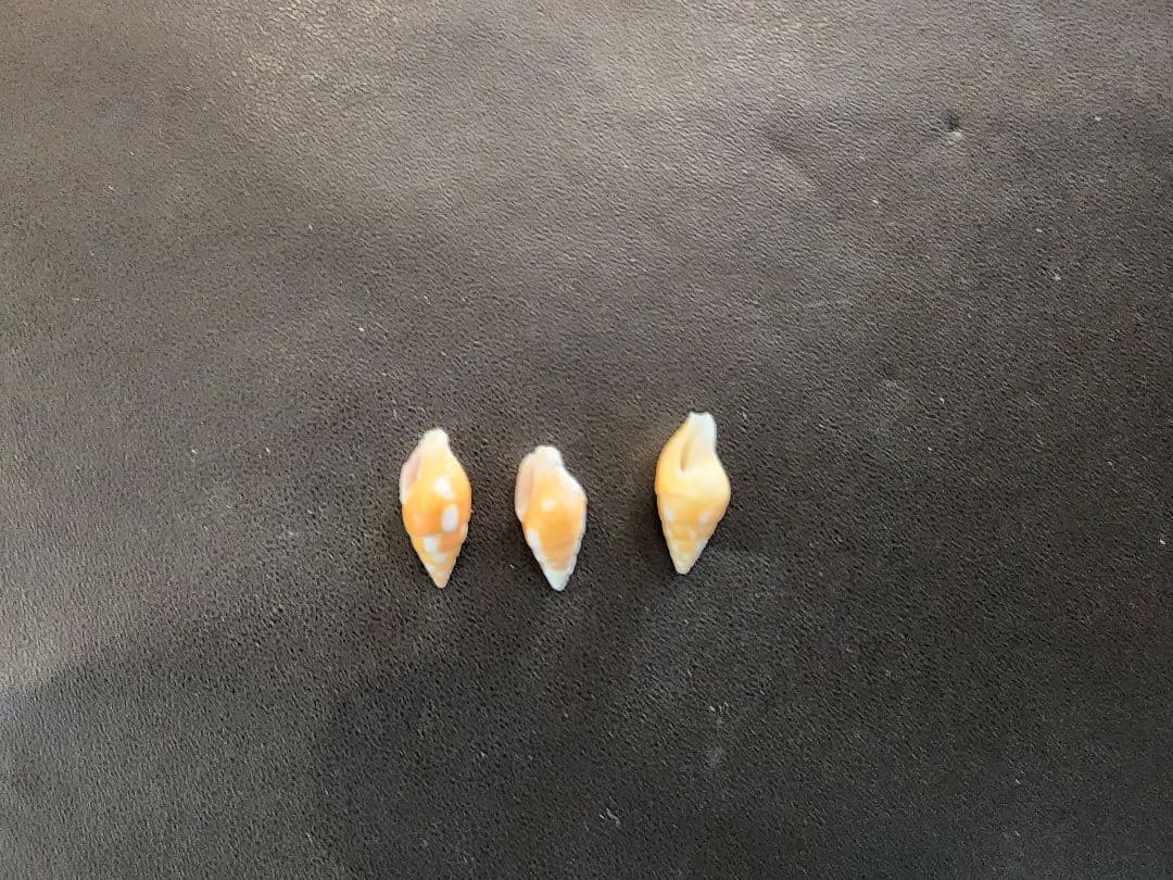 法螺貝　3cm以下