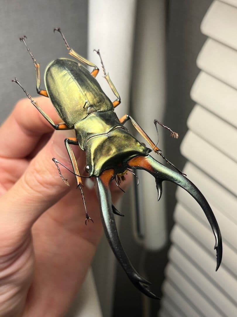 【94mm】エラフスホソアカクワガタ Cyclommatus 本 標本 甲虫