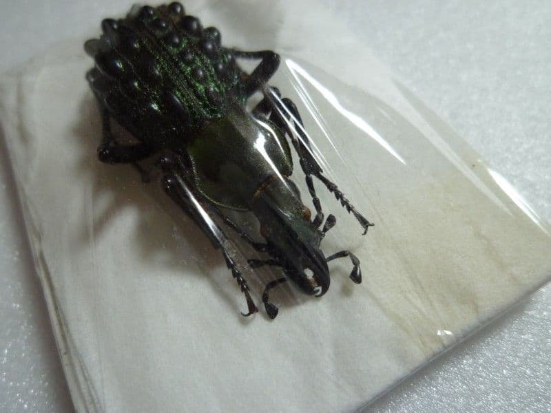【外国産オサムシ標本】全身緑のイボカブリモドキ/湖北省.恩施産/43mm