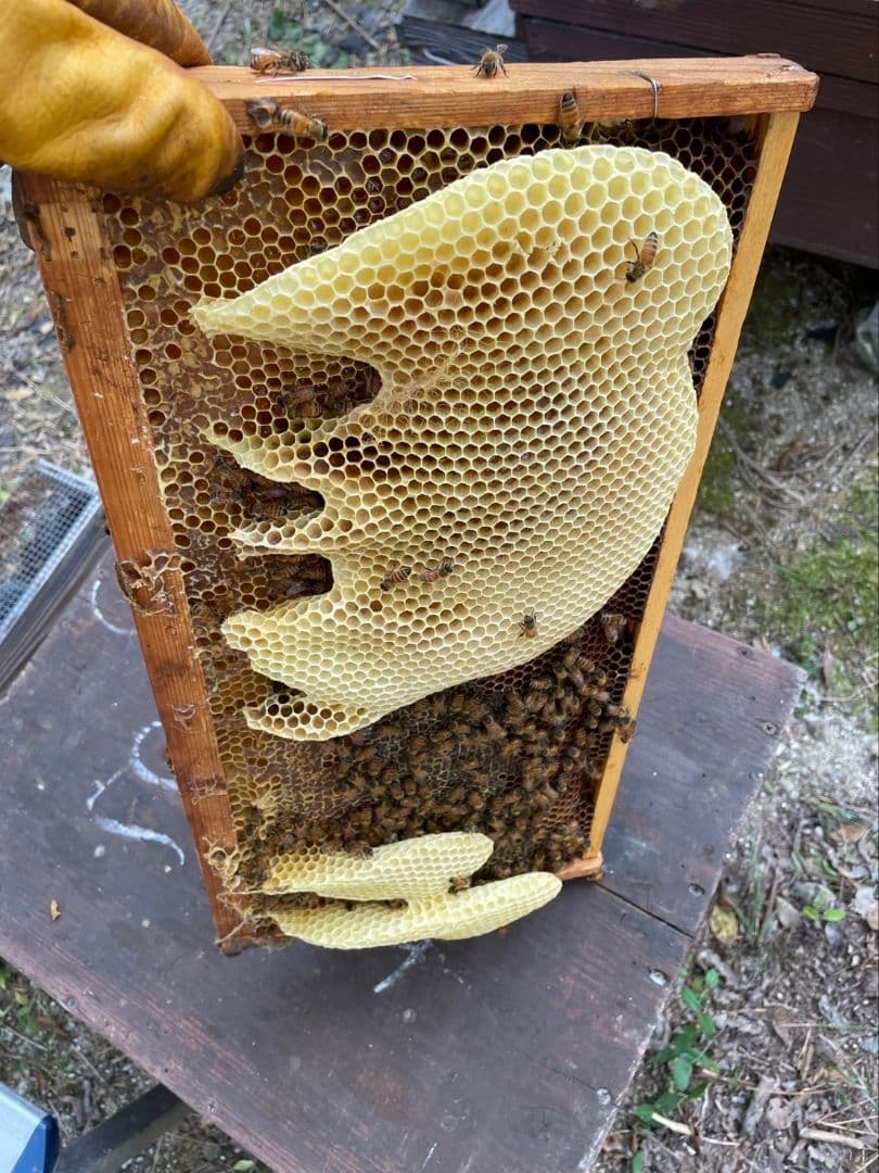 国産天然蜜蝋　ミツロウ　2KG　扱いやすいビーズ型