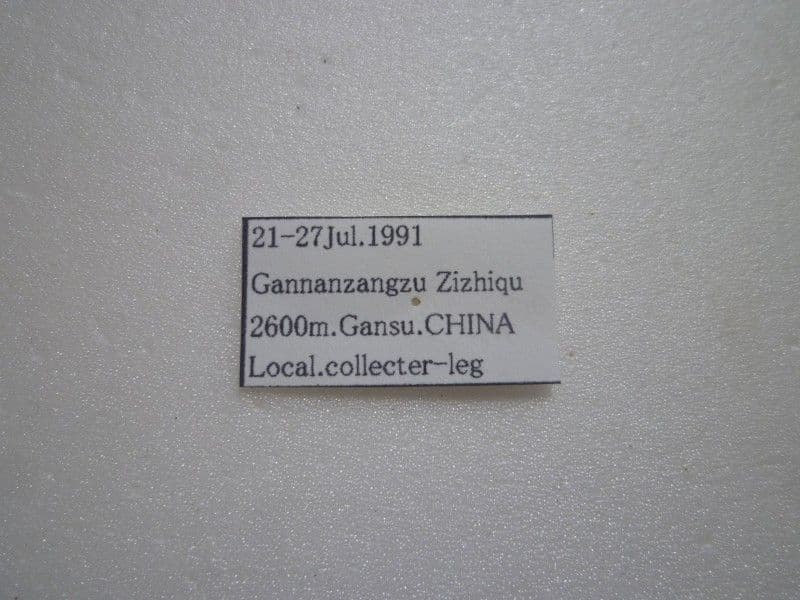 【外国産蝶標本】オオアカボシウスバ♀/甘粛省.チベット自治区産/69.5mm