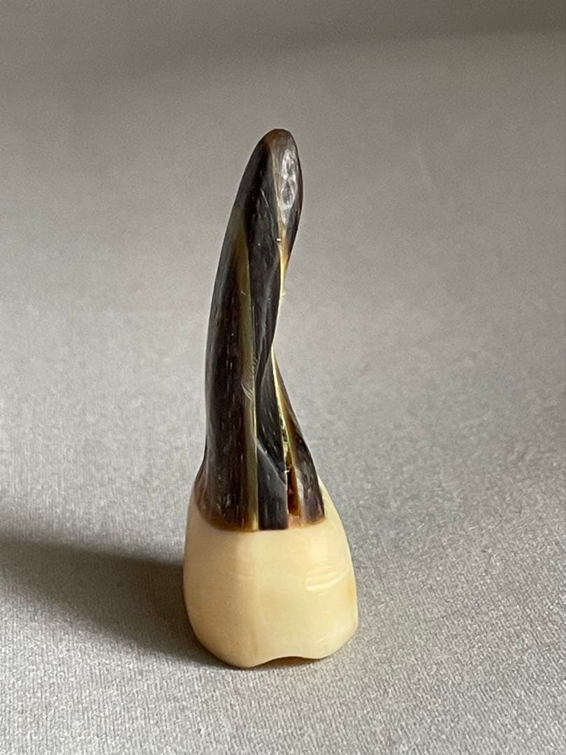 三線用　爪　鯨髭＋鯨歯　Aタイプ　最終出品分