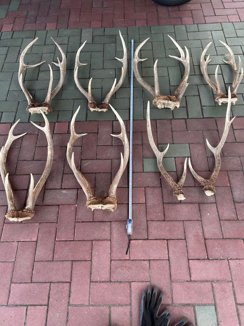 蝦夷鹿の角　14本　全部対　70から80センチ 超大型