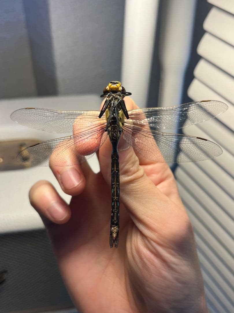 クロスジギンヤンマ 昆虫標本 オニヤンマ トンボ 虫除け ストラップ おにやんま