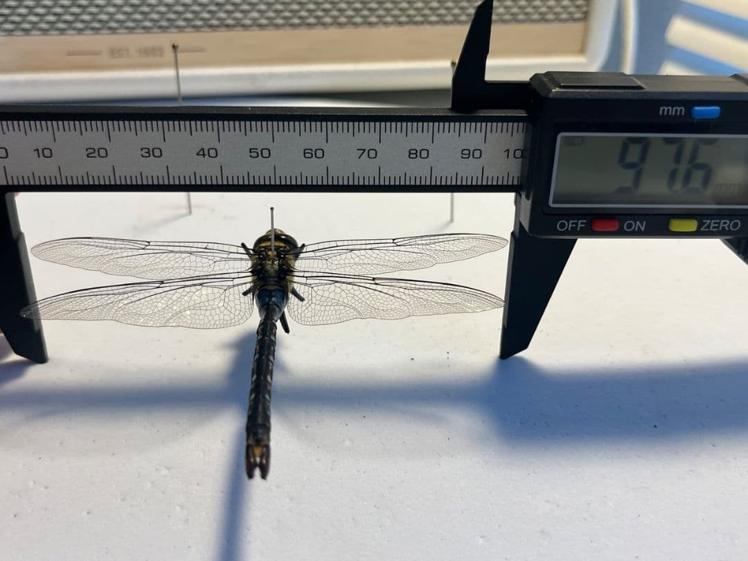 クロスジギンヤンマ 昆虫標本 オニヤンマ トンボ 虫除け ストラップ おにやんま