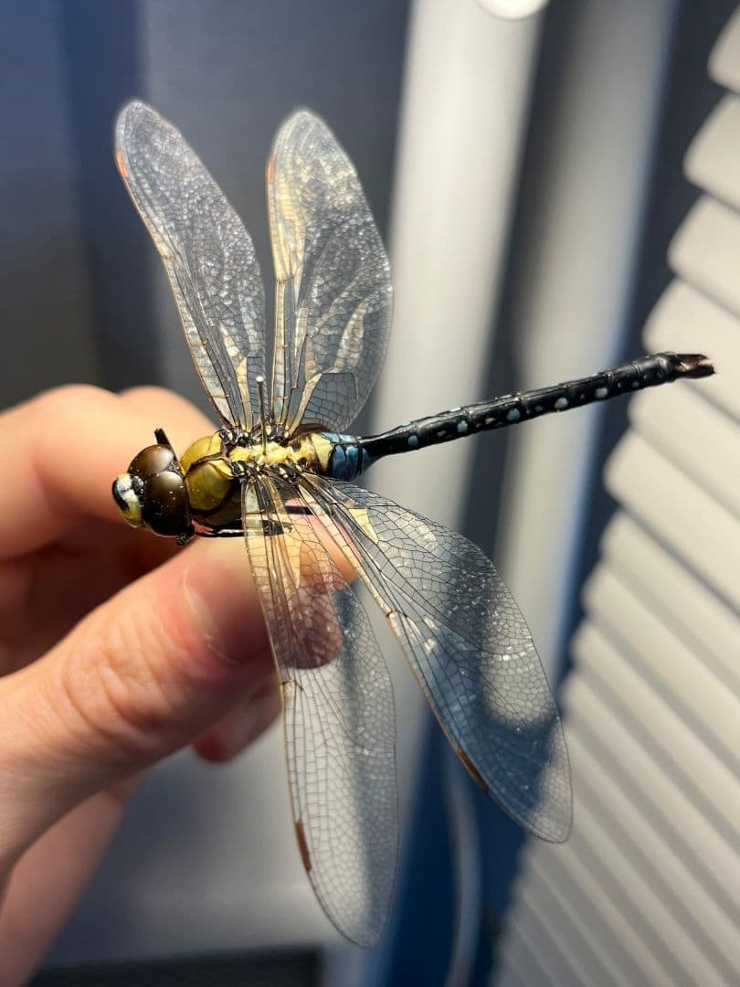クロスジギンヤンマ 昆虫標本 オニヤンマ トンボ 虫除け ストラップ おにやんま